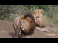 Big Male Lions resting-Biggest Lions in Africa