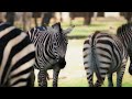 Zebras in Africa 8K 60fps - African Wild Animals and Relaxing Music 8K ULTRA HD