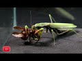 You WILL NOT believe! PRAYING MANTIS and EUROPEAN HORNET - This MANTIS is INVINCIBLE!