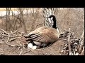 🦆Rare Footage: Canadian Goose Laying Eggs in the Wild