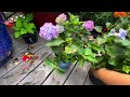 REVIVE a WILTED HYDRANGEA using a garbage bag! with updates 👍🌺🌸🌼