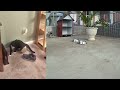 😹😂 So Funny! Funniest Cats and Dogs 2024 🙀🤣 Funny And Cute Animal Videos 2024 #12