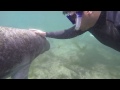 GoPro Video Swimming with manatees in Crystal River, FL