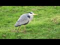 A heron going for a walk.