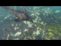 Seal Snorkeling