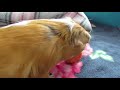 What to do if your guinea pig is pregnant