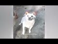 YOU LAUGH YOU LOSE 🤣 Best Funny Animals Video 2024 🐶🐥🐱 #22.6