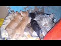 Mother cat feeding her 4 children 😍🐈🐈🐈🐈