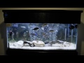 My Starter 55G Cichlid tank