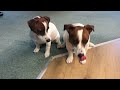 Double Stay and Go part 1#jackrussell #puppy #doglover #newzealand #christchurch