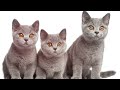 7 Reasons You SHOULD NOT Get a Chartreux Cat