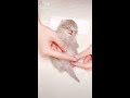 😍Kitty Salon - Super cute kitten baby cat having SPA treatment full service