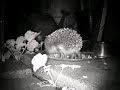 Hedgehog night-time feeding