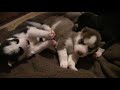 Siberian Husky Puppies Play then Kiss Goodnight!