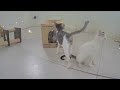 🐱 A fun day with silly cat actions 😅🐱 Funny Animal Moments 2024 😘😅