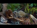 Beautiful Birds Compete For Interesting Food In The Forest - Video For Cats To Watch