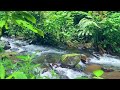 Amazing Forest Sounds, River Water Flowing In the forest Great for Meditation, Relaxation, Sleep