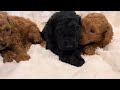 Harper’s Miniature Poodles