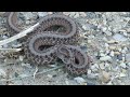 dekays brownsnake