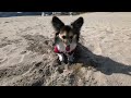 【パピヨンとコーギーのミックス犬】犬と海に癒される一日　A relaxing day at the beach with my dog