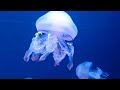 2 Hours Aquarium Sealife Ocean Life  Rhythmic it mimics the womb Sounds to make BABY sleep Well !