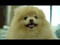 Pomeranian Life Hacks Tips for Pomeranian Owners