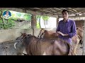 দেশি গরুর খামারে খরচ কম লাভ বেশি। Cow farming in Bangladesh. যুব কথা - রায়হান দেওয়ান