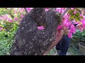 নৃপেন মন্ডলের বুগেনভিলিয়া বনসাই||Bougainvillea Bonsai Of Nripen Mondal||Shree Sanjiban||