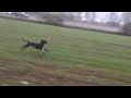 Staffordshire Bullterrier Hündin spielt und rennt mit einem 