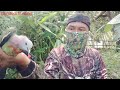 berburu burung punai dan pergam di pohon berbuah