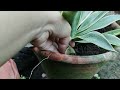 Agave Plant Care & Propagation | Agave Plant Century Plant Care #agave