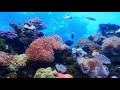 most relaxing music for anxiety-relaxing fish video