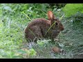 Animal of the Day: The Cottontail Rabbit