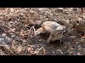 Happy ducks, BIG ol' puddle