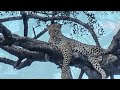 Leopard The Master of Hide and Seek