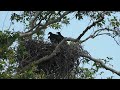 Kings River Bald Eagles