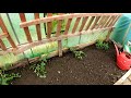 Melons and Tomatoes | Small Tunnel Planting | Melon Growing Chat | Green Side Up