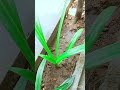 How to grow spider lily /repotting /स्पाइडर लिली की देखभाल कैसे करें 🌱💮🌾 #gardening video #viral