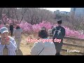 FIRST FLOWERS IN SPRING AZALEA..진달래 동산 BUCHEON SOUTH KOREA 🇰🇷