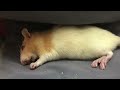 Pros and Cons of Fancy Rats as Pets - Audio version