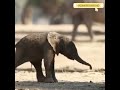 Gajah Besar Yang Jarang Tidur‼️