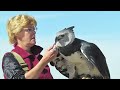 Harpy Eagle - The Strongest Eagle on Earth