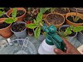 How to protect your garden plants from insect and pest or fungal disease | Hobbyist Gardening UK| BS