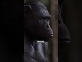 Why is Rocket in Kingdom of the Planet of the Apes?