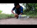 Easy Creative Method Quail Trap Using Big Plastic Bottle & Wood - How To Make Bird Trap