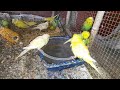 Cooling Off: Love Birds Beat the Heat with Refreshing Baths! 🐦💦☀️ | My Pets My Garden
