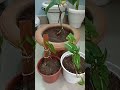 Barish ka faida utha kar kuch plant ki🌧️🌧️ repotting ki# exotic plant# sath me details v