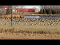 That's a lot of geese