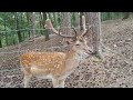 A deer. Chewing on a wooden stick. Why?