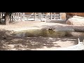 Tour at Dubai Safari Park- Part -3